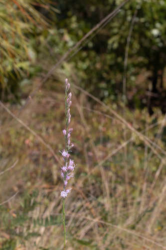 Liatris tenuifolia #1